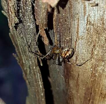 Image of Hammock Spider