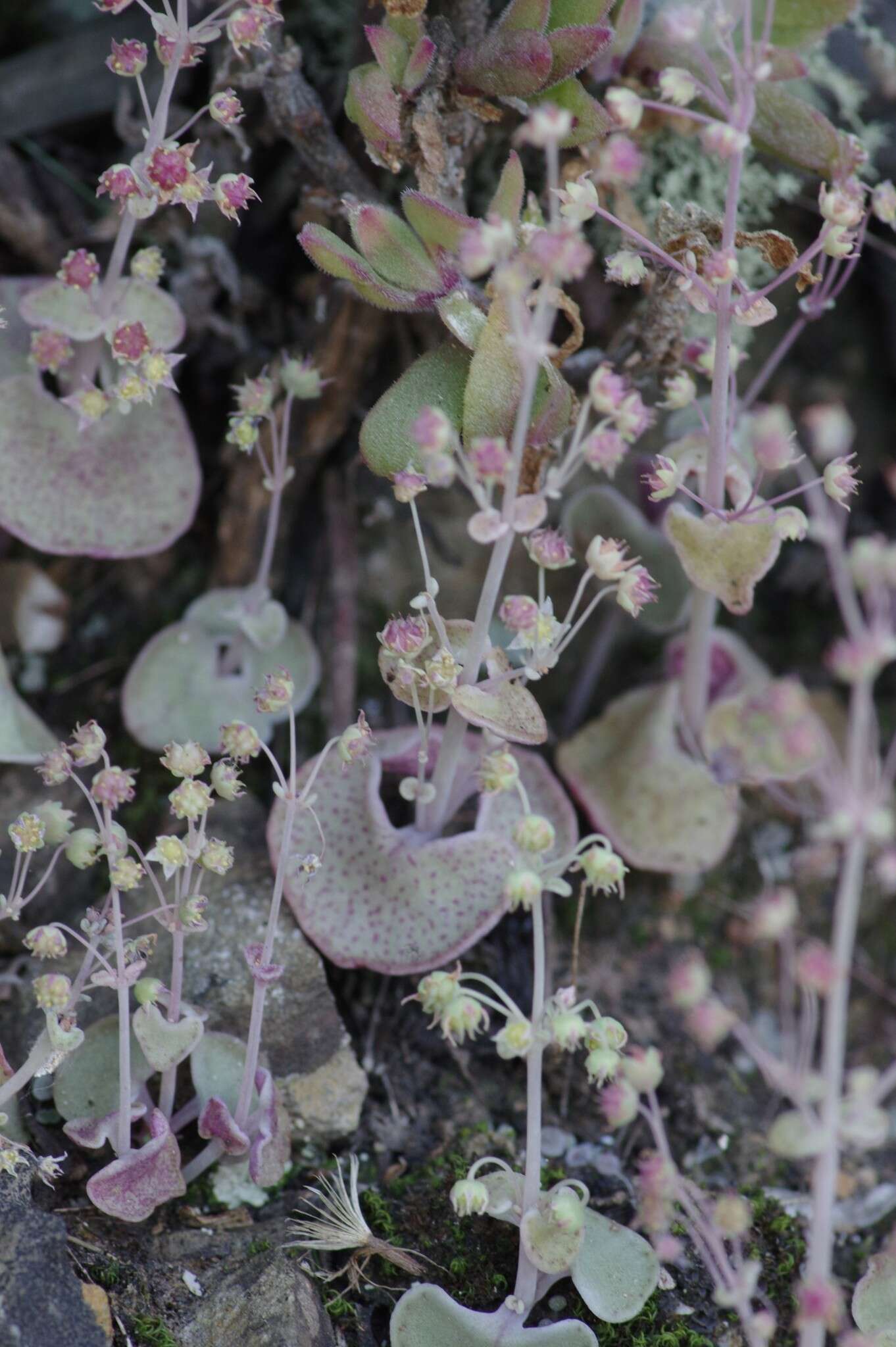 Image of Crassula cordata Thunb.