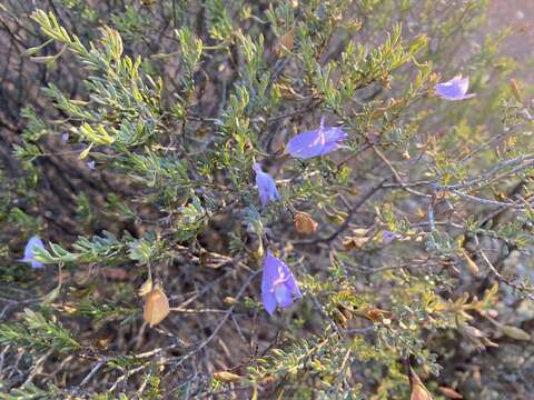 Imagem de Eremophila pustulata S. Moore