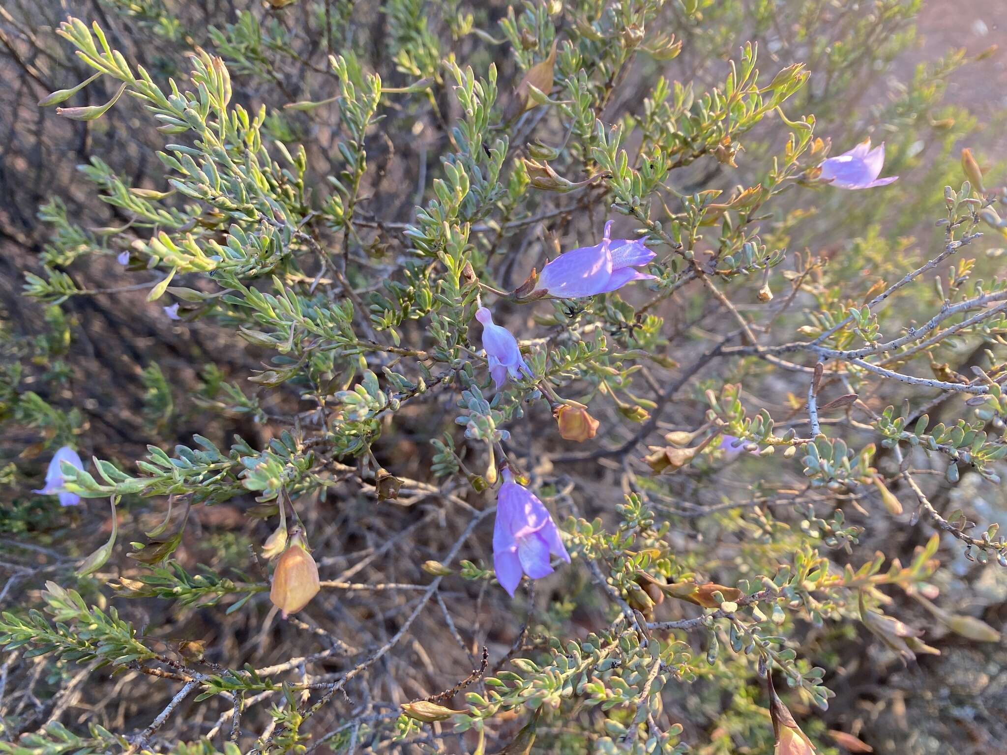 Imagem de Eremophila pustulata S. Moore