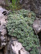 Image of Saxifraga cochlearis Rchb.