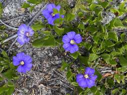 Слика од Scaevola calliptera Benth.