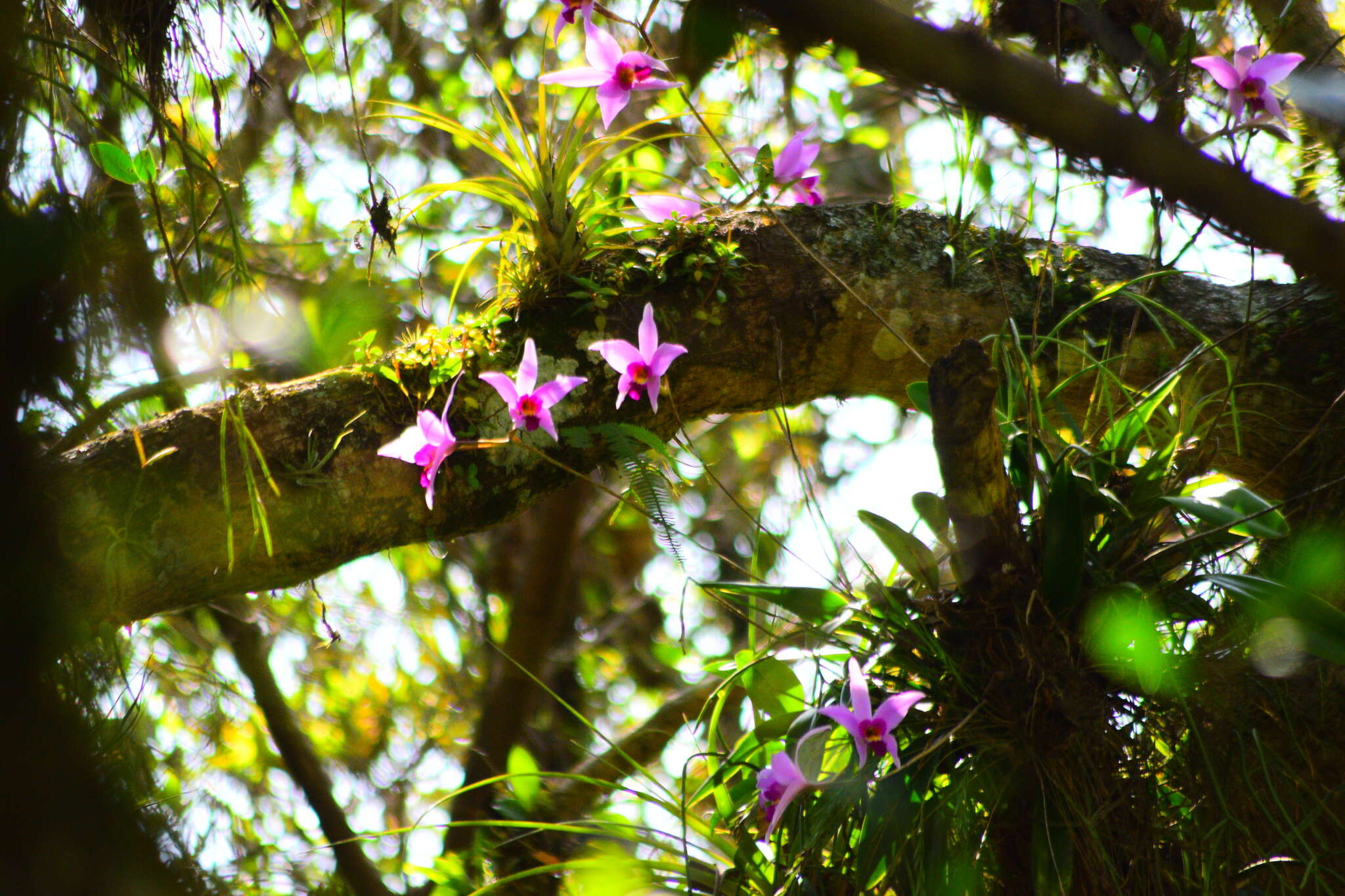 Image de Laelia anceps Lindl.