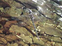 Image of Taper-tailed Darner