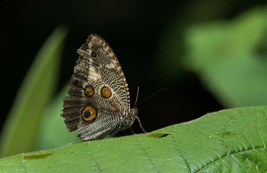 Sivun Dasyophthalma creusa Hübner (1822) kuva