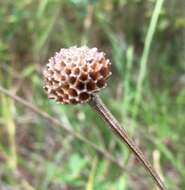 Plancia ëd Balduina uniflora Nutt.