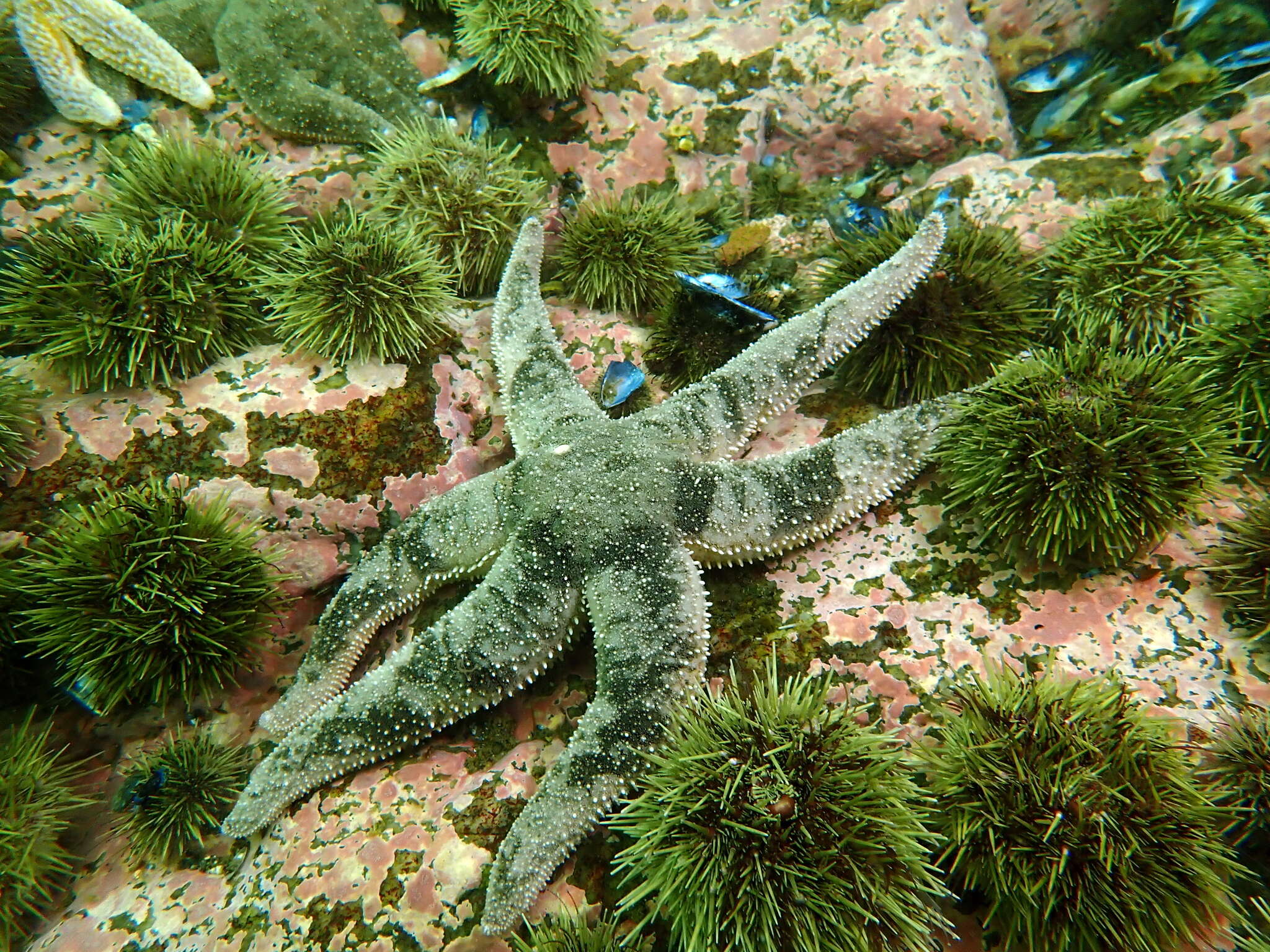 Image of Leptasterias subgen. Hexasterias Fisher 1930