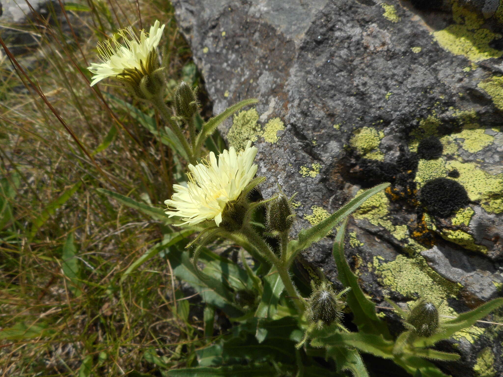 Image of Schlagintweitia intybacea (All.) Griseb.