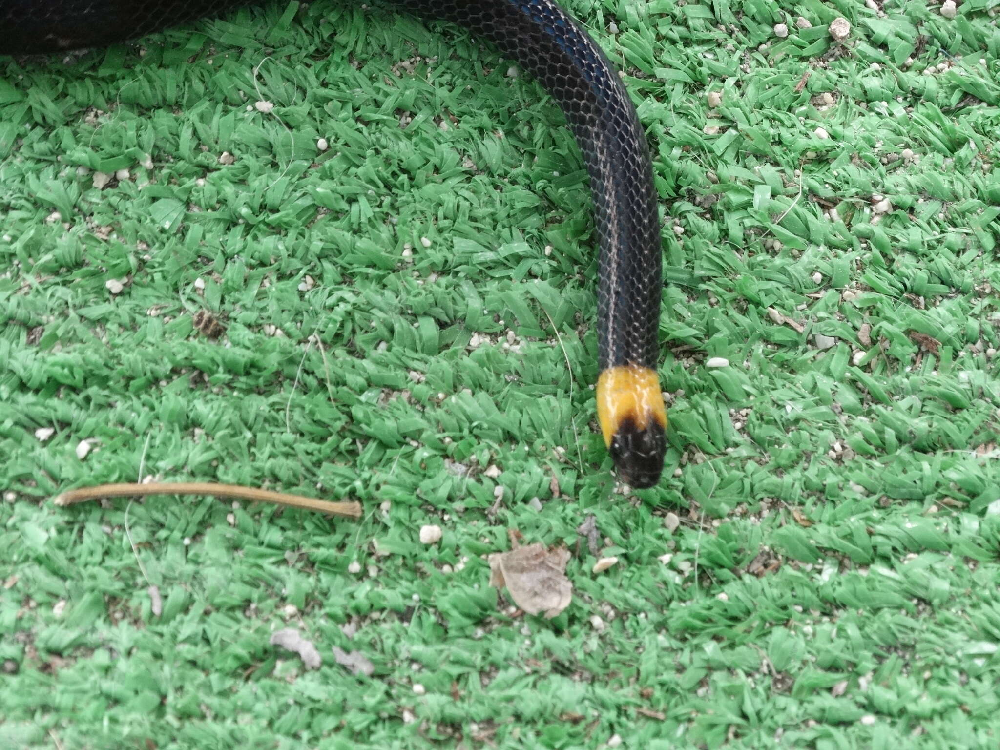 Image of Blackbelly Centipede Snake