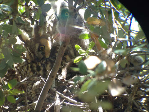 Image of Long-eared Owl