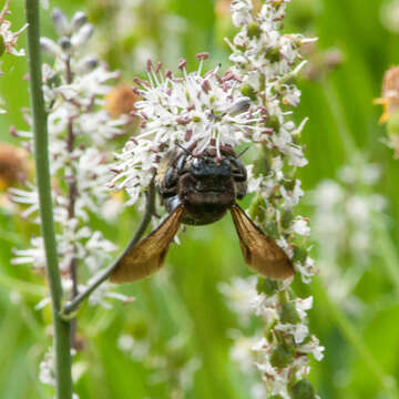 Image of Xylocopa californica californica Cresson 1864