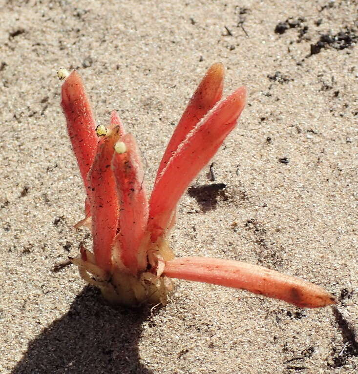 Image of Hyobanche glabrata Hiern