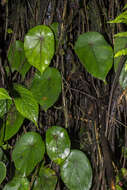 Image de Begonia tropaeolifolia A. DC.