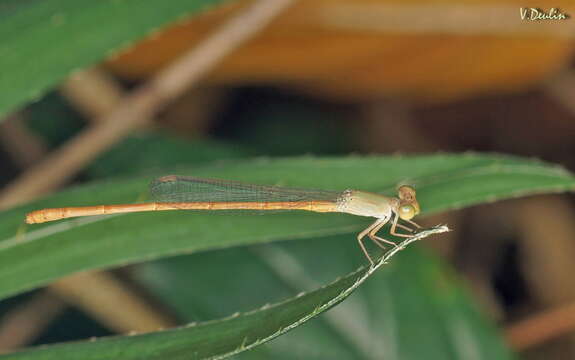 Image of Ceriagrion olivaceum Laidlaw 1914