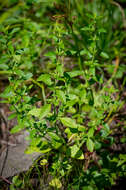 Image of American false pennyroyal