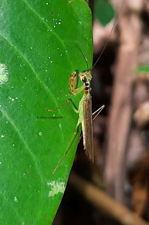 صورة Hapalopezella maculata Kirby 1904