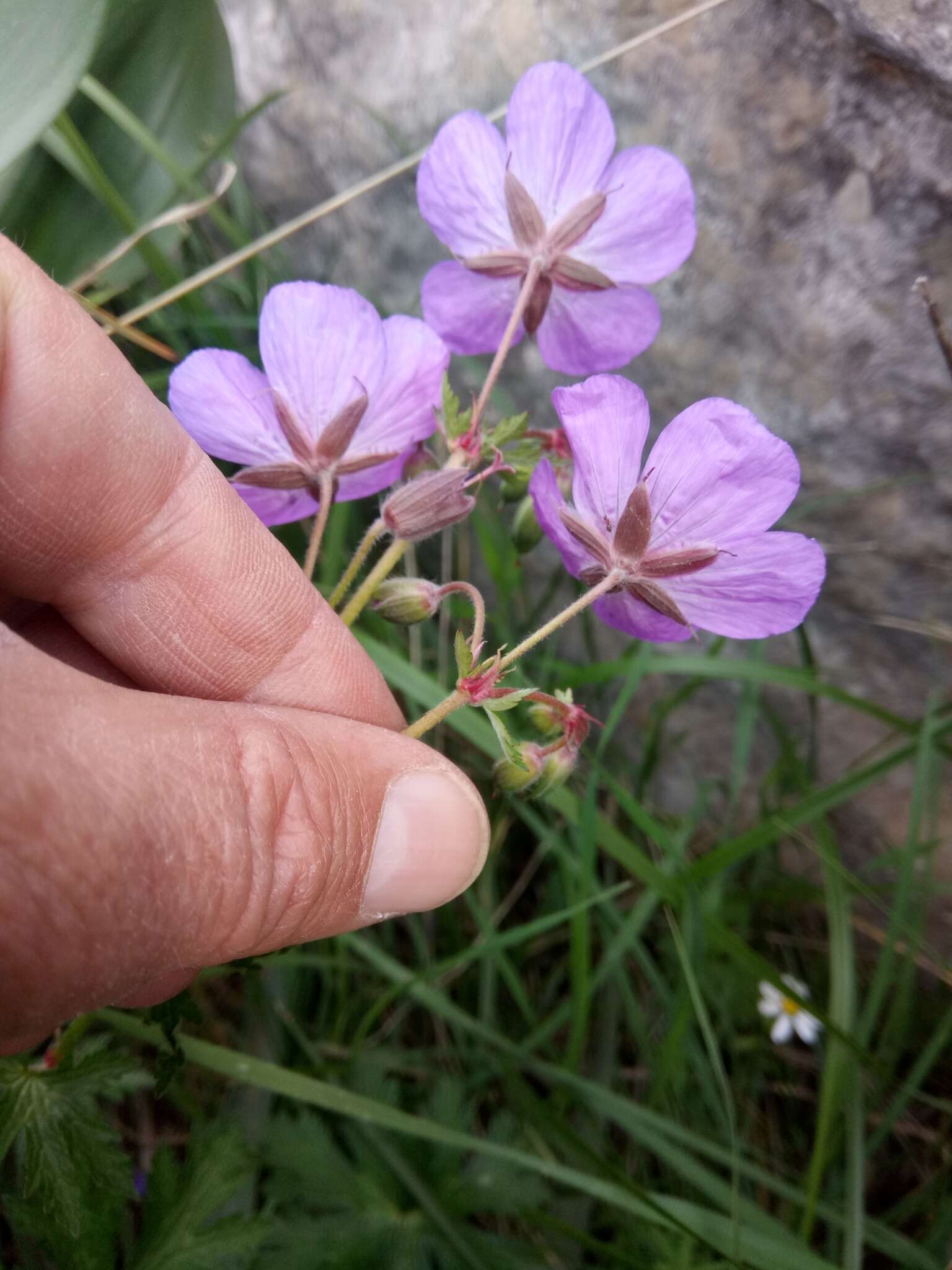 Image of Geranium atlanticum Boiss.