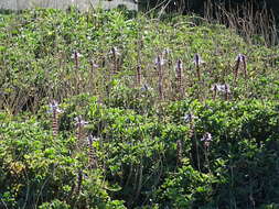 Image de Plectranthus neochilus Schltr.