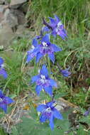 Delphinium brachycentrum Ledeb.的圖片