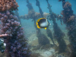 Image of Somali Butterflyfish