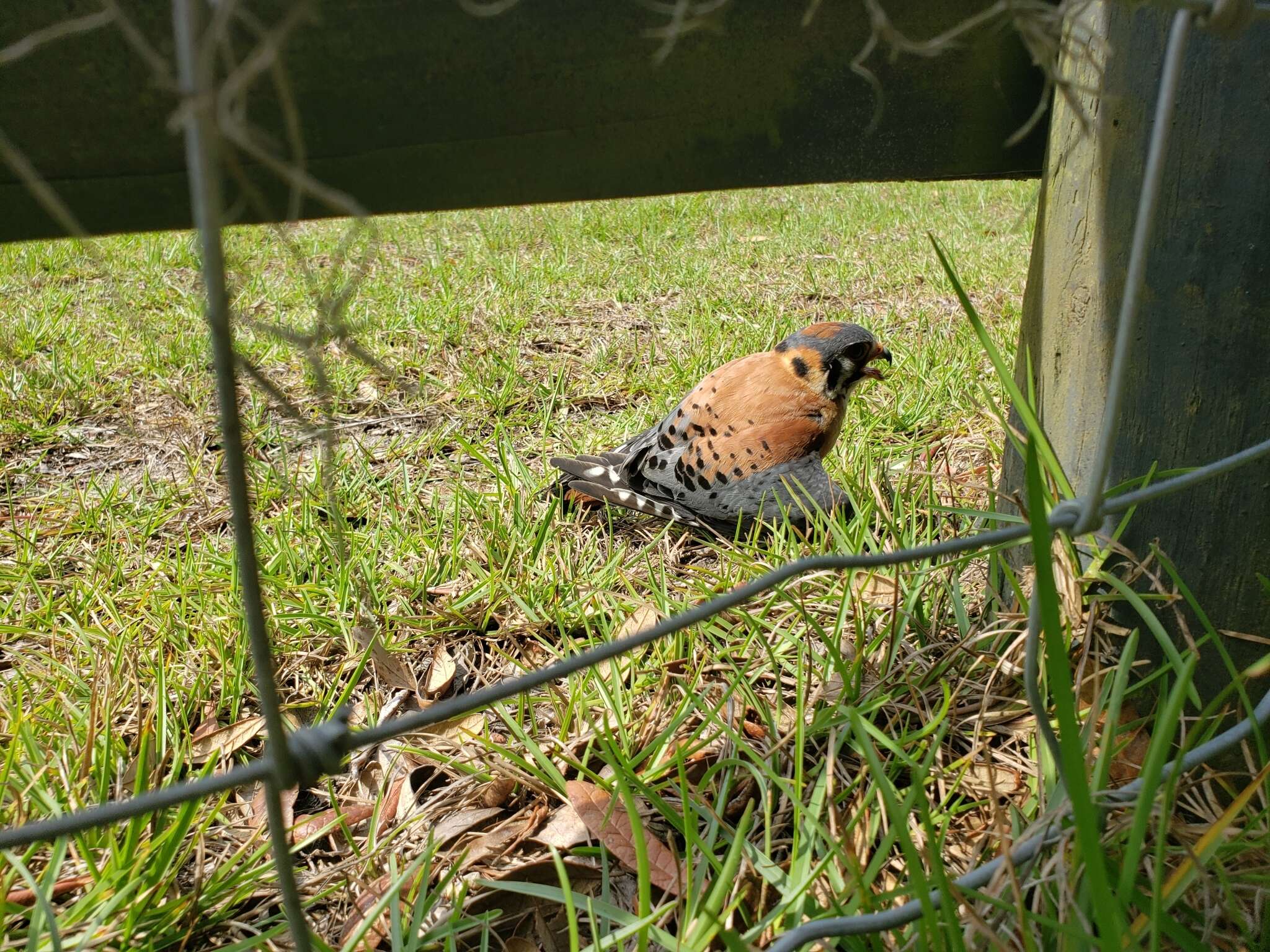 Image of Little Sparrow Hawk