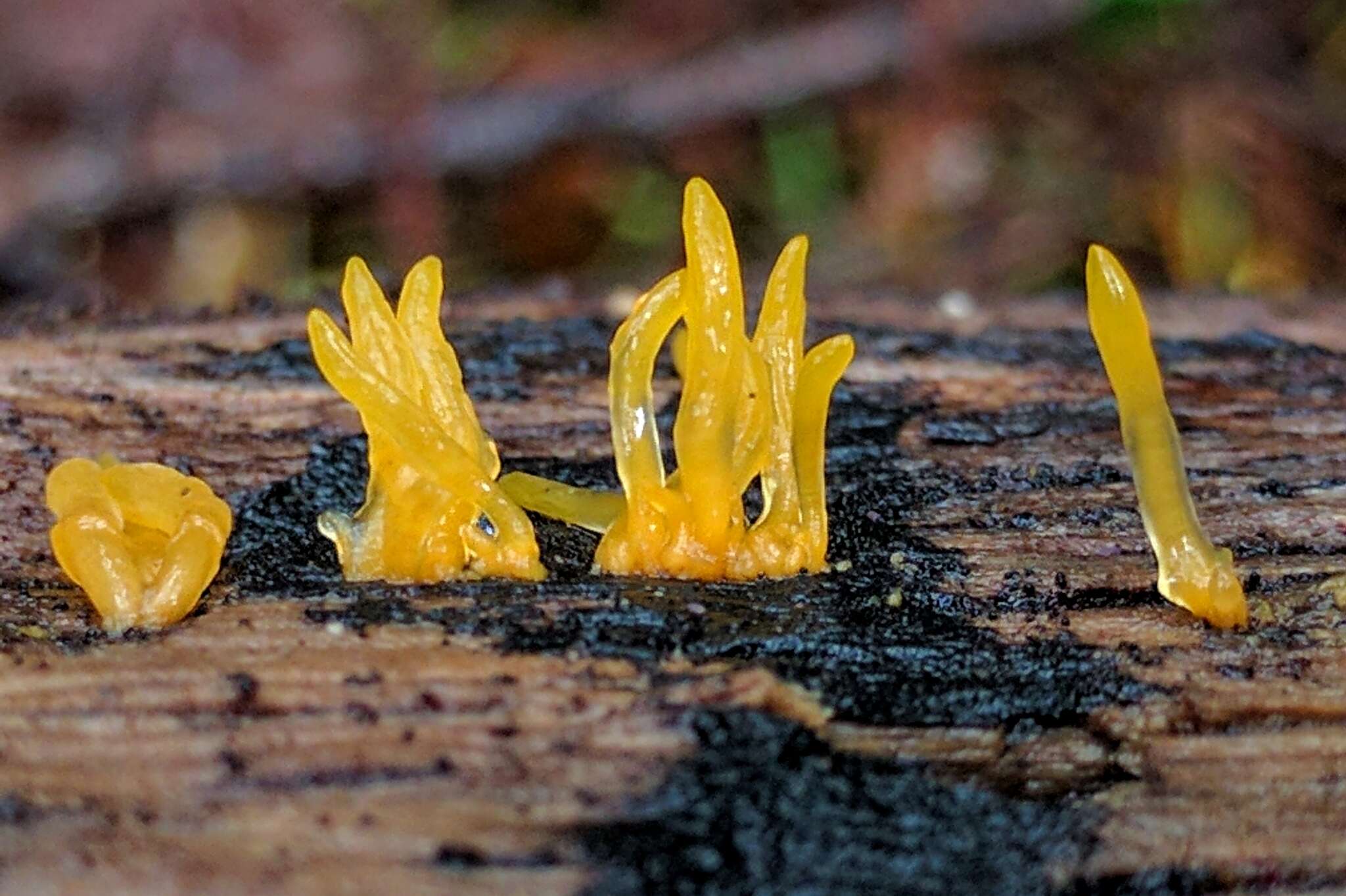 Image of Calocera cornea (Batsch) Fr. 1827