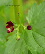 Imagem de Scrophularia peregrina L.