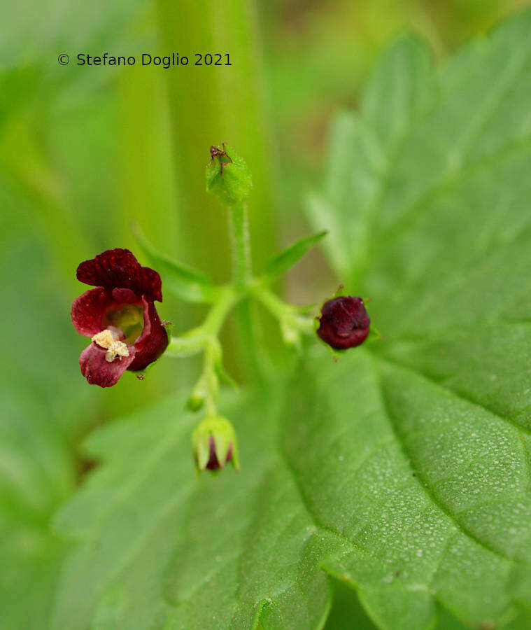 Imagem de Scrophularia peregrina L.