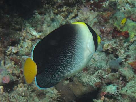 Image of Red Sea Butterflyfish