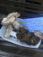 Image of Tricholoma vernaticum Shanks 1996