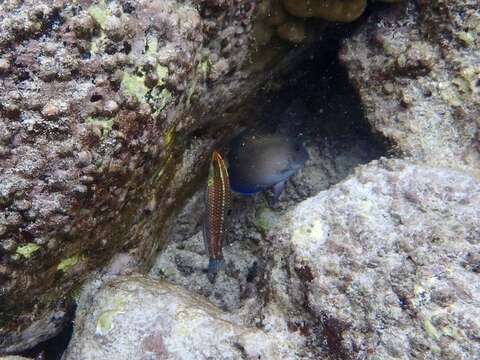 Image of Ornamental wrasse