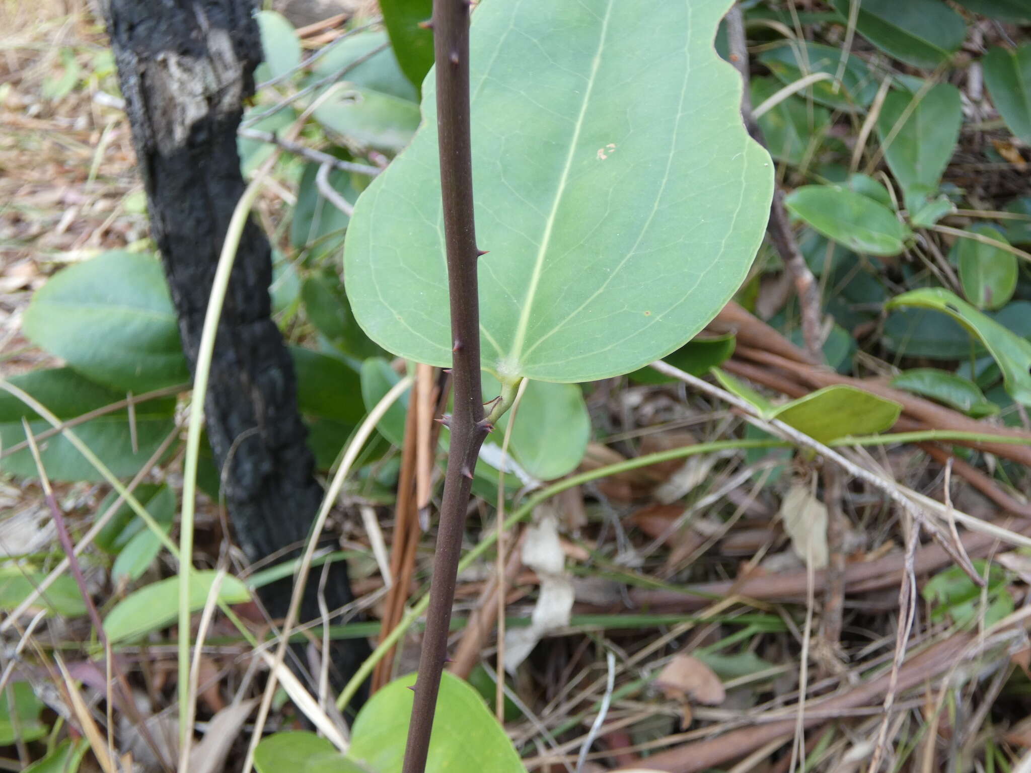 Image of Smilax australis R. Br.