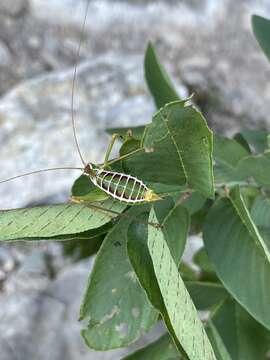 Image of Chestnut Short-wing Katydid