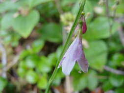 Image of Linnaea borealis var. borealis