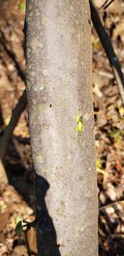 Image de Loeseneriella africana var. richardiana (Cambess. ex St.-Hil.) N. Hallé