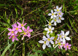 Imagem de Sabatia angularis (L.) Pursh