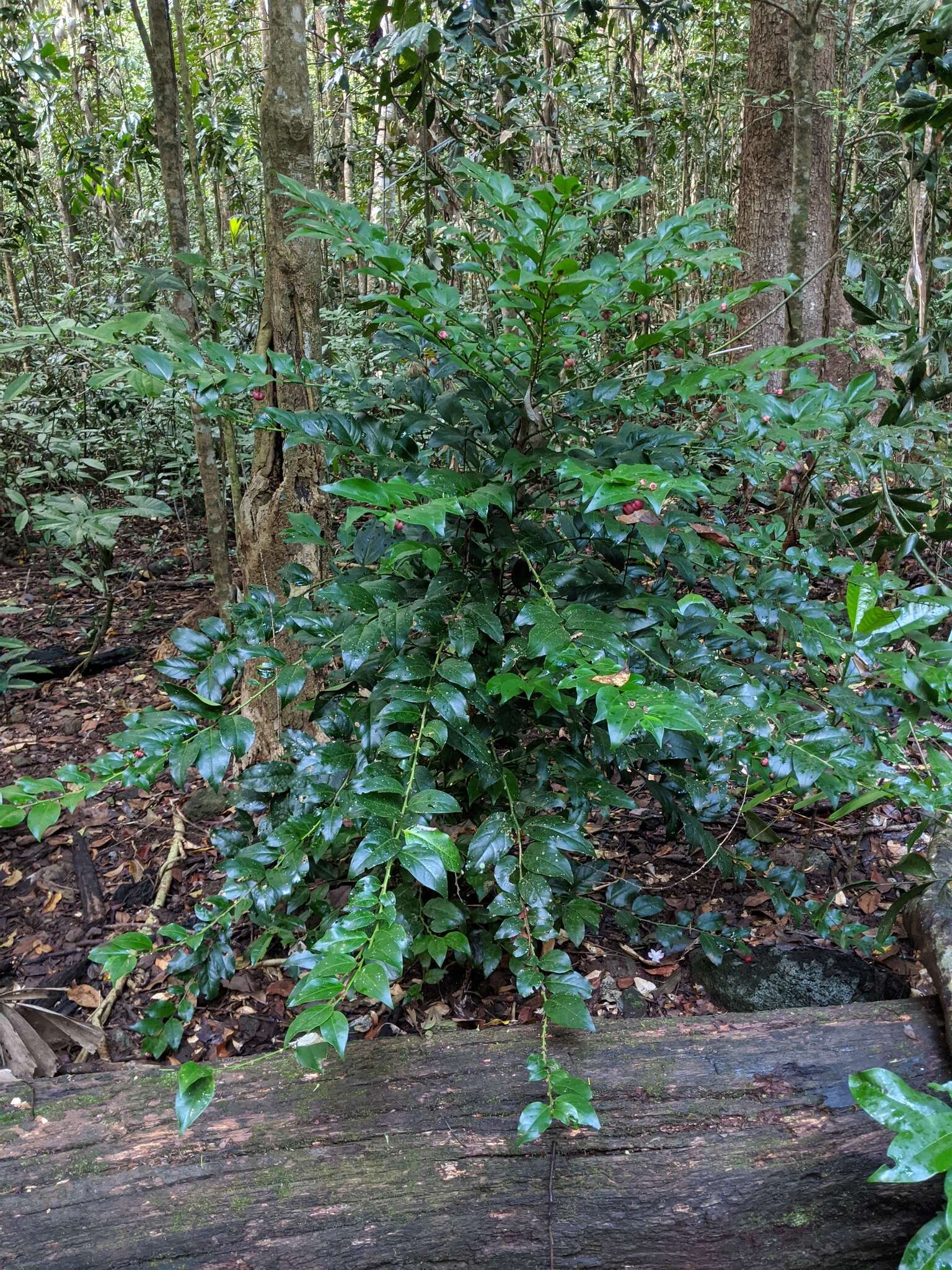 Image de Breynia macrantha (Hassk.) Chakrab. & N. P. Balakr.