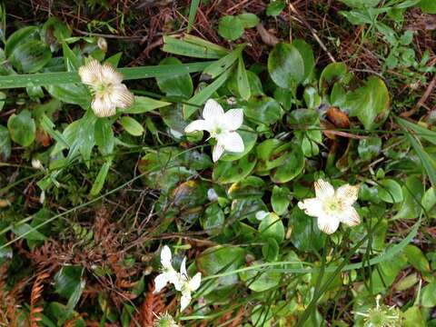 Image of fen grass of Parnassus