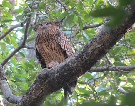 Image of Tawny Fish Owl