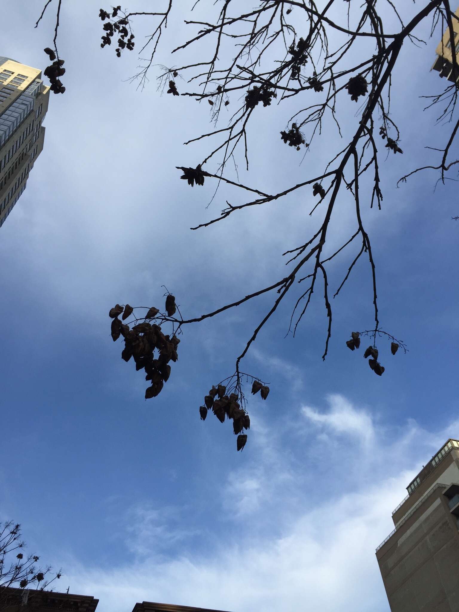 Image of Golden-rain tree