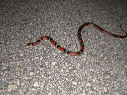 Image of Florida Scarlet Snake