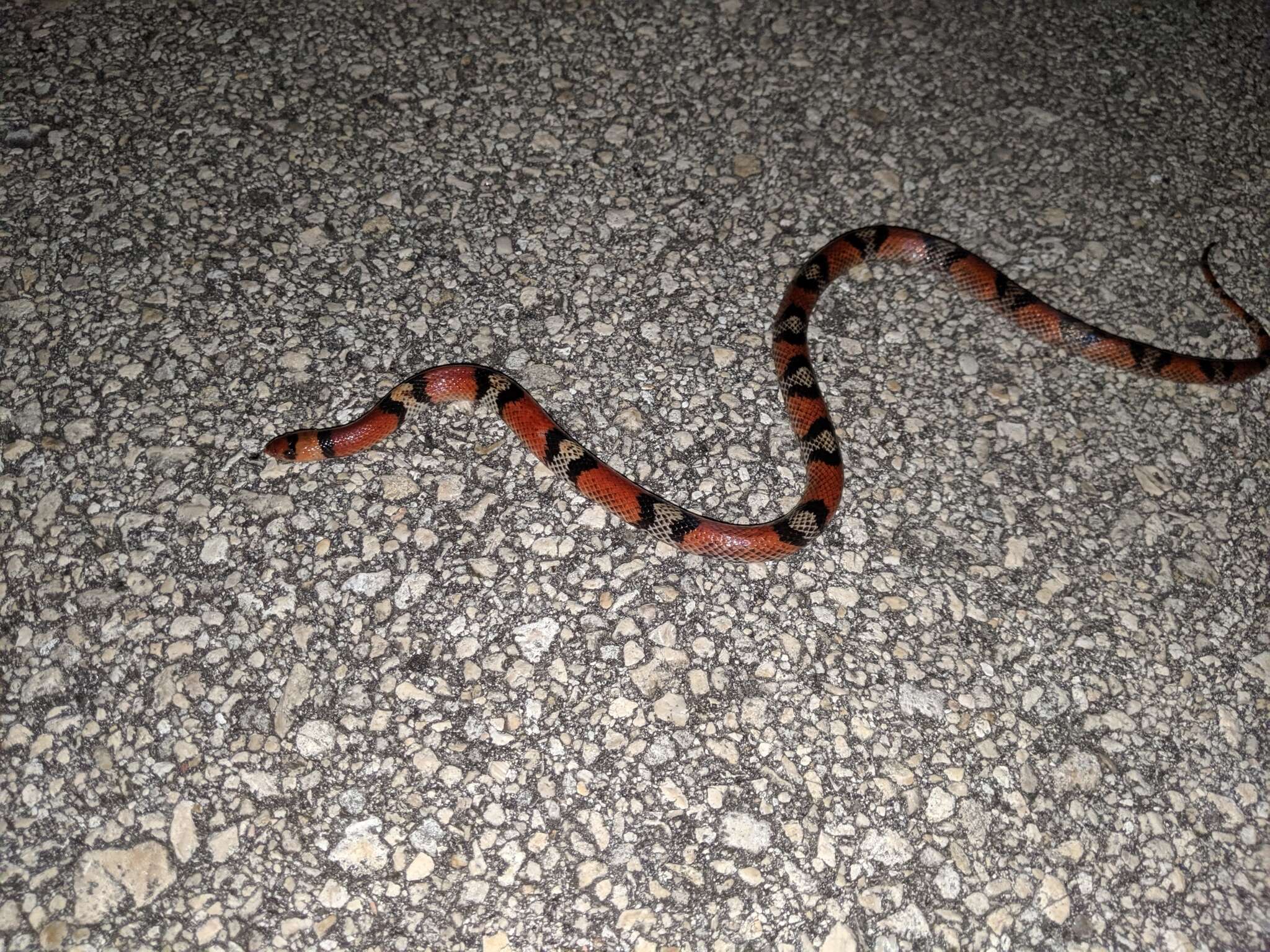 Image of Florida Scarlet Snake