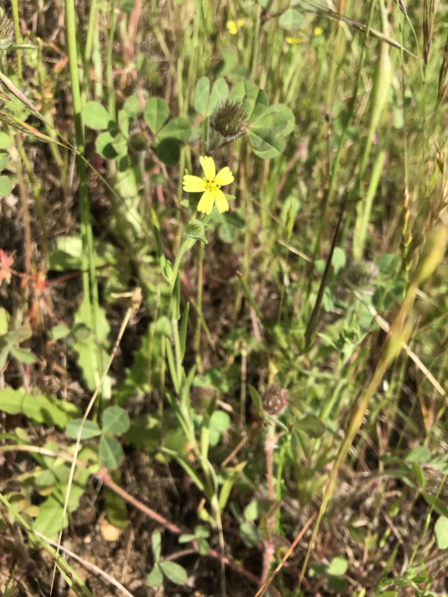 Image of grassy tarweed