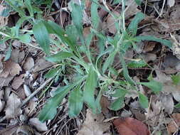 Image of Italian catchfly