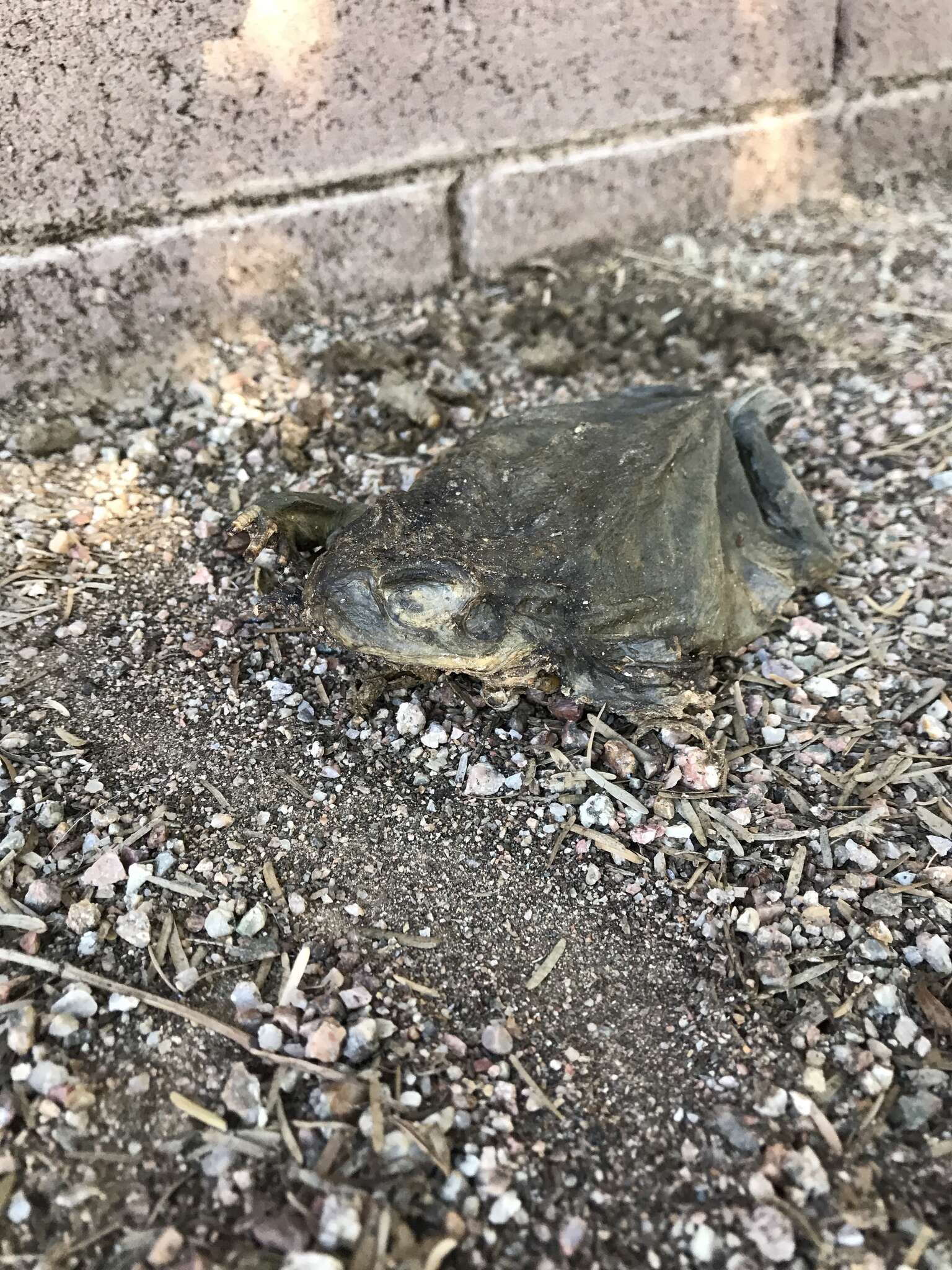 Image of Colorado River Toad Sonoran Desert Toad