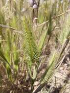 Plancia ëd Hordeum marinum subsp. gussoneanum (Parl.) Thell.