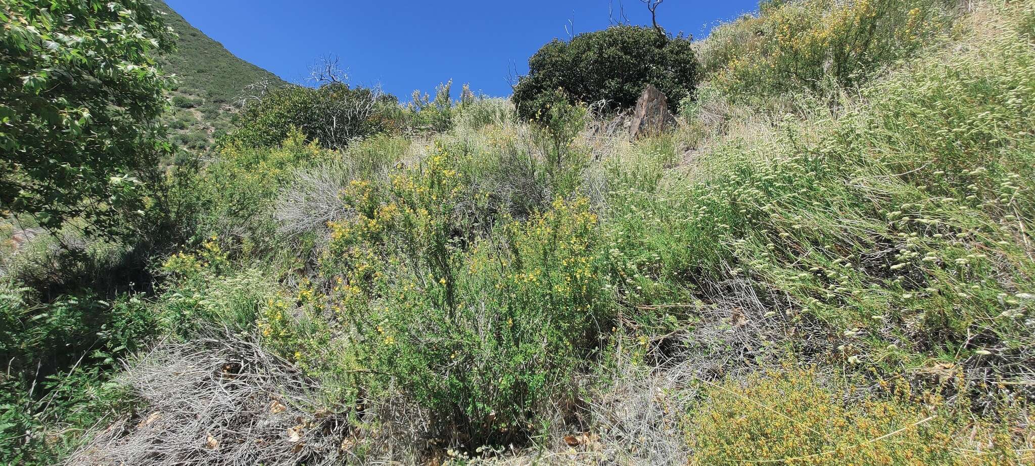 Image of snapdragon penstemon