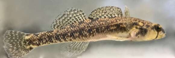 Image of Carolina Darter