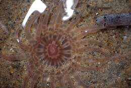 Image of giant burrowing anemone