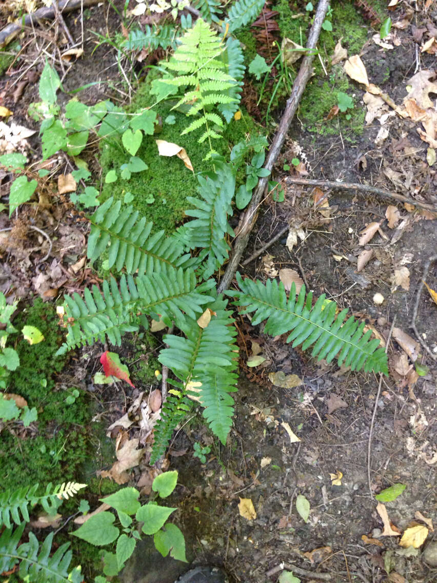 Plancia ëd Polystichum acrostichoides (Michx.) Schott